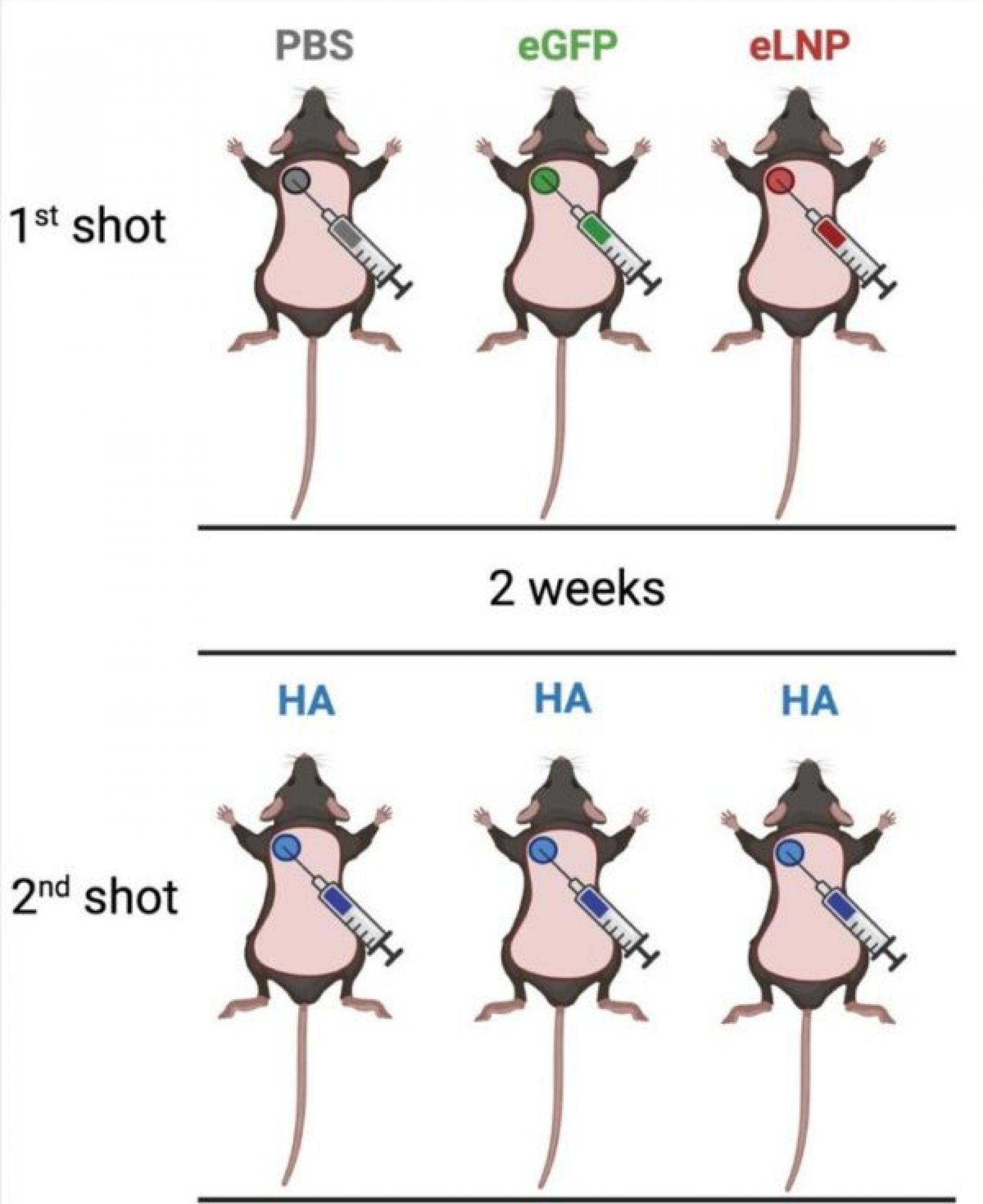 Pre-exposure to mRNA-LNPs or LNPs significantly inhibits subsequent adaptive immune responses induced by the mRNA-LNP vaccine